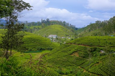 Nuwara Eliya Sri Lanka 'daki yeşil çay tarlası.