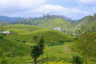 Nuwara Eliya Sri Lanka 'daki yeşil çay tarlası.