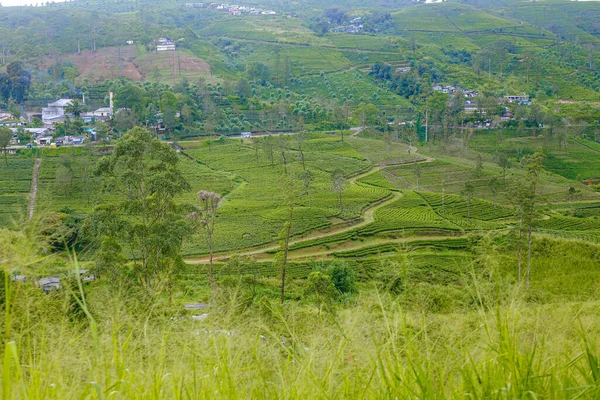 Nuwara Eliya Sri Lanka 'daki yeşil çay tarlası.