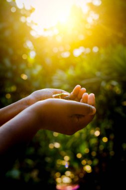 Genç bir ağaç fidanını tutarken, bitkilerle ilgilenirken..