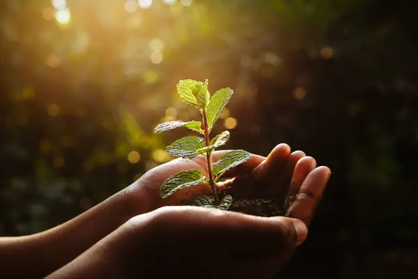 Çocuk El genç bir ağaç fidanı tutuyor, bitkilerle ilgileniyor..