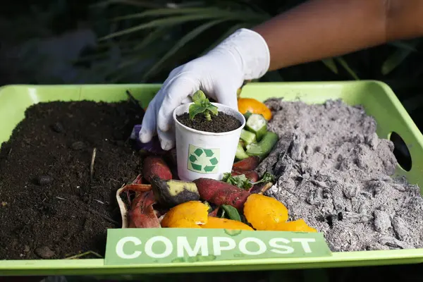 Çürüyen mutfak artıkları ve meyve ve sebze atıkları birleşik olarak büyüyen genç bir bitki ile organik gübre toprağı haline gelen gübre yığını olarak gübrelemeye ve toprak döngüsünü sıkıştırmaya hazır kadınlar. ve Geri Dönüşüm