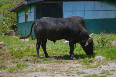 The gaur in Sri Lanka - Nuwara Eliya clipart