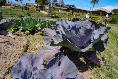 Sri Lanka 'daki sebze bahçesindeki kırmızı lahanayı kapat.
