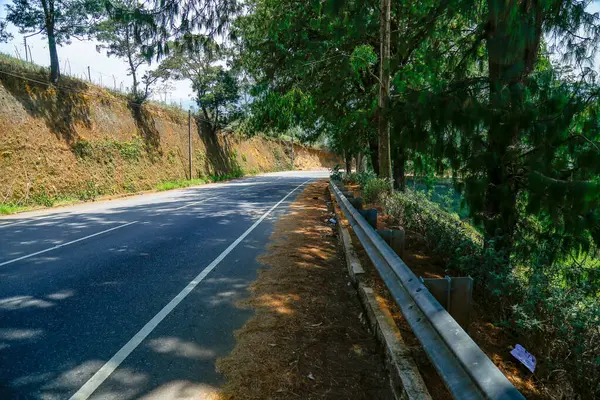 Nuwara Eliya Sri Lanka 'da çam ağacı yapraklı güzel tepeler.