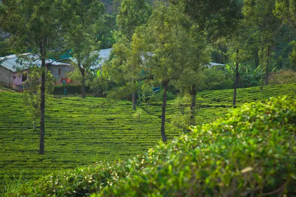 Nuwara Eliya köyü, Sri Lanka yakınlarındaki tepedeki yeşil çay çiftliğinin havadan görüntüsü..