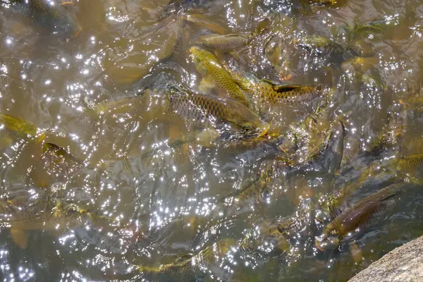angry Group fishes in the river. the fish farm in nuwara eliya sri lanka-