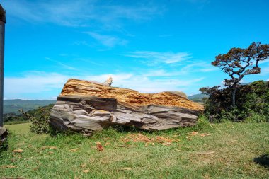 Doğa tarafından geri kazanılmış devrilmiş bir ağaç. Ay sade Sri Lanka