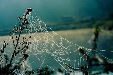 Terk edilmiş bir örümcek ağı, ormanın derinliklerindeki yağmurdan sonra çiğ tanesinin üzerindedir.