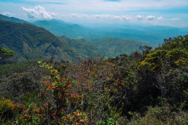 Moon Plains Ormanı Sri Lanka Nuwara Eliya Sri Lanka