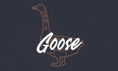 Kaz eskizi. Kaz tüyü ve grunge deseni. Klasik poster. Tipografi. Vektör illüstrasyonu.