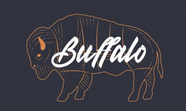 Bizon, Buffalo skeci. Grunge desenli bufalo silueti. Klasik poster. Tipografi. Vektör illüstrasyonu.