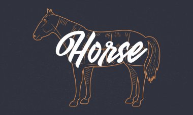 At eskizi. Grunge desenli at silueti. Klasik poster. Tipografi. Vektör illüstrasyonu.