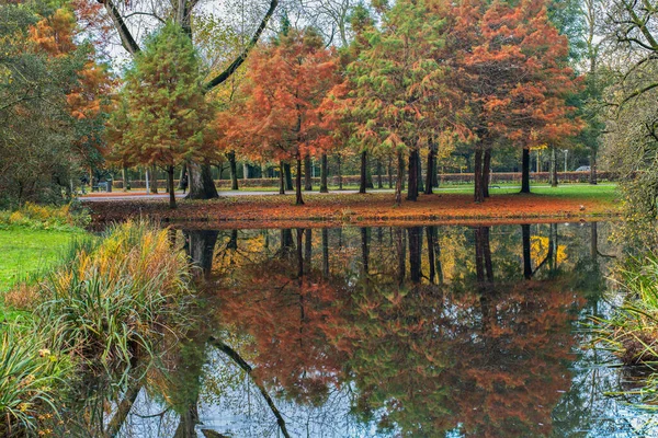 공원의 나무와 — 스톡 사진