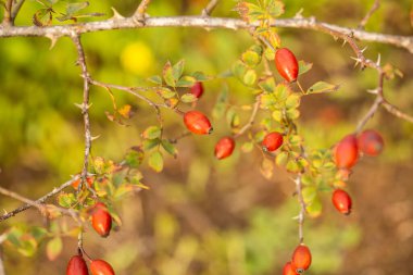 Kırmızı gül bitkisi arka planda