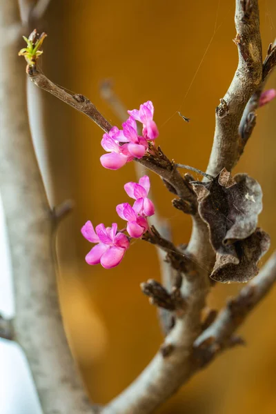 Judas tree branches with flower bloom background.