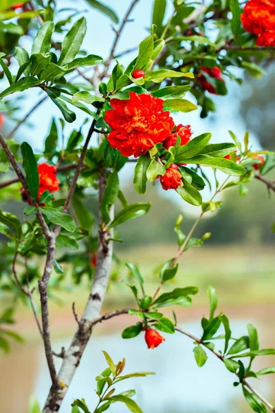 Granátová Jablka Červené Květy Strom Pozadí — Stock fotografie