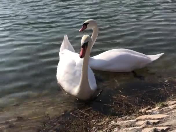 Пара Красивих Білих Лебедів Плавають Озері — стокове відео