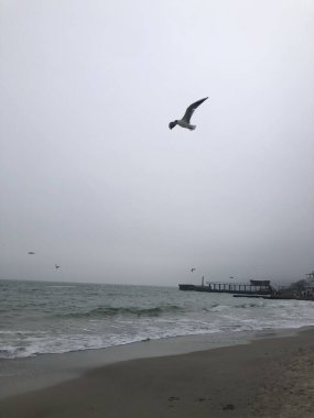 Seagulls flying over the sea. Odessa