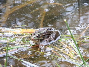 Gölde oturan kurbağa.