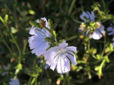 Büyüyen doğada hindiba çiçeği