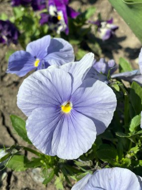 Bahçedeki güzel çiçekler