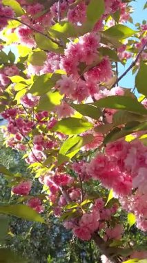 İlkbaharda pembe kiraz çiçeği