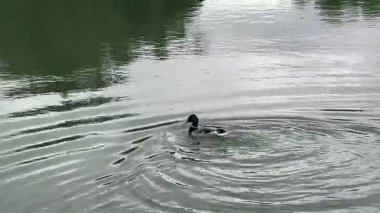 Hareketli Ördek, Ağlayan Söğütler ve Köprü Altındaki Yeşil Su Dalgalanmaları. Yüksek kalite 4k görüntü