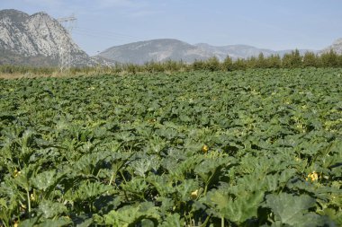 Kabak tarlası, doğal manzara.