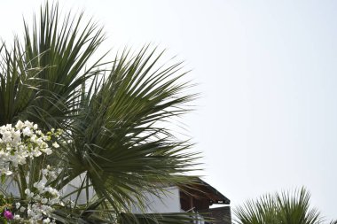 Palmiye ağaçları ve çiçek açan beyaz zakkum ile güzel bir manzara. 