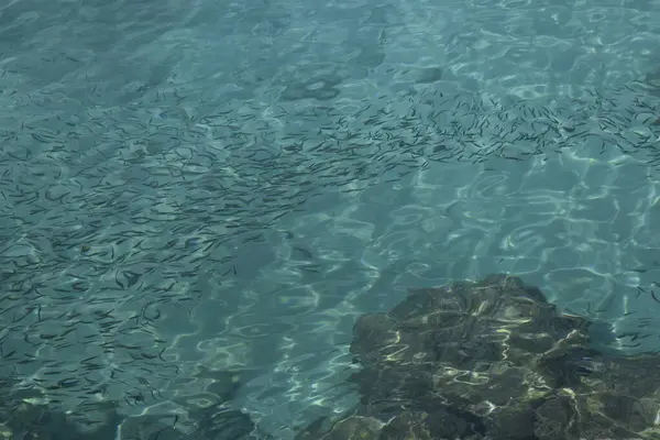 Denizde küçük balıklardan oluşan bir okul.