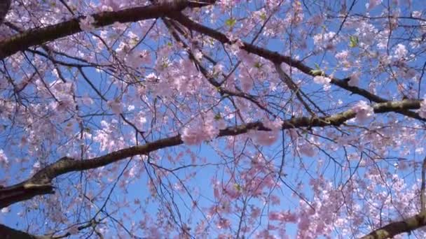 美丽的樱桃树盛开 花朵红白相间 地点是哥本哈根的Bispebjerg教堂墓地 这是一个美丽的阳光明媚的春日 背景是晴朗的蓝天 — 图库视频影像