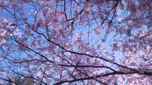 Mooie Kersenbomen Volle Bloei Met Roze Witte Bloemen Locatie Bispebjerg — Stockvideo