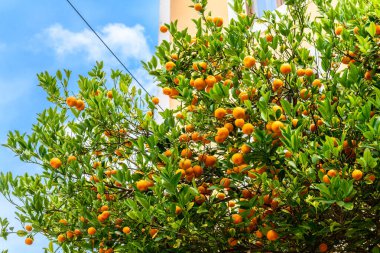 İbiza 'daki Dalt Vila' da bulunan bir sürü olgun, sulu portakallı güzel portakal ağacı. Arkaplanda portakallar, yeşil yapraklar ve mavi gökyüzü olan güzel renkler..