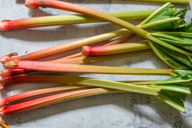 Lezzetli, taze ve olgun ravent kırsal gri ve beyaz bir masada yatıyor. Güzel kırmızı ve yeşil rhubarblar hasat edildi..