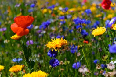 Beautiful, colorful wildflowers in full bloom, in a ditch out in the Danish countryside. Many different flowers like poppy, daisy, violet. It is a beautiful, sunny summer day. clipart