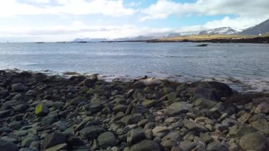 Batı İzlanda 'daki Ytri Tunga plajındaki fok kolonisindeki kayalıklarda dinlenen küçük bir fok grubu. Güzel ama bulutlu bir bahar günü. Arka planda güzel dağlar