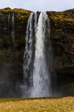 Güney İzlanda 'daki ünlü Seljalandsfoss. Şelalenin arkasında bir mağara var, böylece insanlar şelalenin arkasında yürüyebilirler.