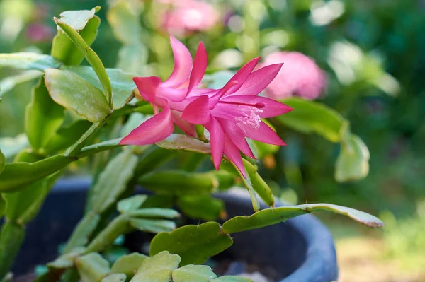 Potted Christmas cactus or Thanksgiving cactus (Schlumbergera Truncata) with pink blooming flower