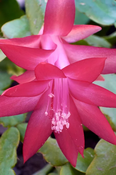 Close up of Christmas cactus or Thanksgiving cactus (Schlumbergera Truncata). Pink blooming flower.