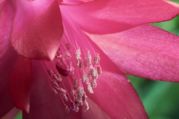 Macro shot of Christmas cactus or Thanksgiving cactus (Schlumbergera Truncata). Pink blooming flower, close up with detail of pistil and stamens.