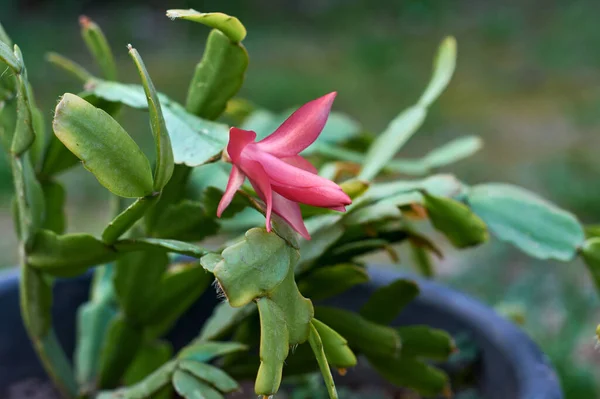 Potted Christmas cactus or Thanksgiving cactus (Schlumbergera Truncata) with pink blooming flower.