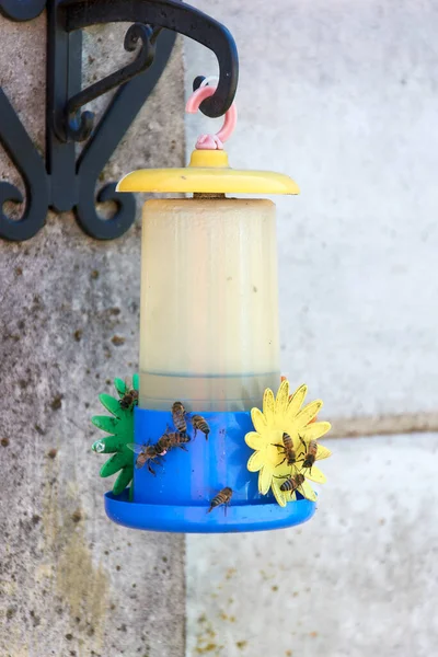 Group of honey bees gathering sugar water from a hummingbird feeder.