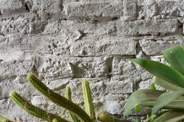 Beyaz renkli tuğla duvar zemininin yatay yakın plan resmi. Ön planda kaktüs ve sulu bitki yaprakları olan grunge eskimiş doku detayları var..