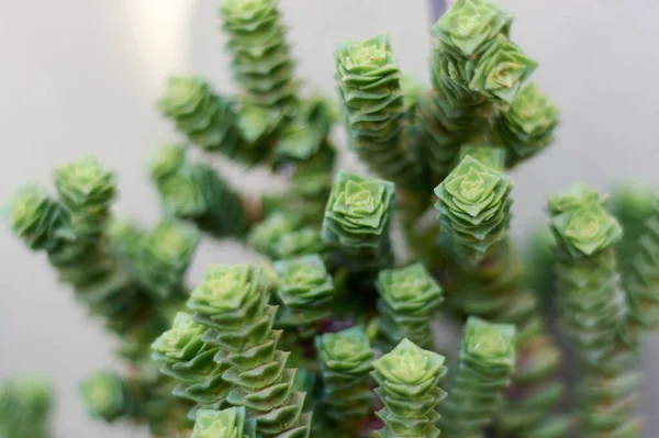 Crassula 