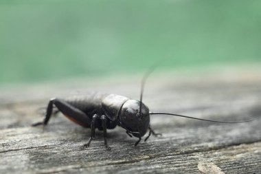 Böcek yakından vuruldu. Bir cırcır böceğinin makro fotoğrafı. Ağaç üzerinde cırcır böceği.