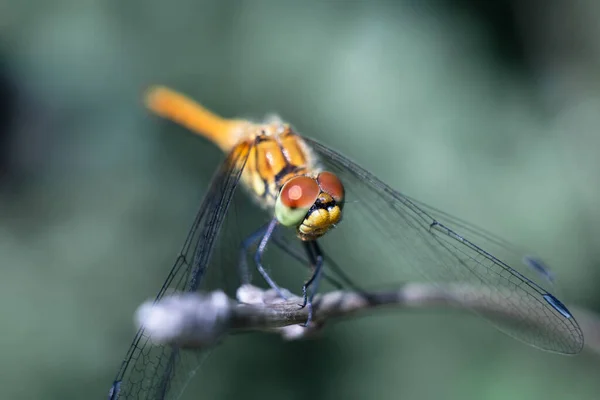 Dragonfly Photographié Près Grands Yeux Libellule Libellule Sur Une Branche — Photo