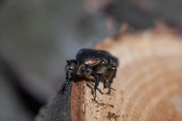 Kupferkäfer Protaetia Cuprea Käfer Kriecht Auf Einem Baumstamm — Stockfoto
