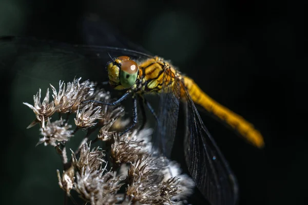 Dragonfly Photographié Près Grands Yeux Libellule Libellule Sur Une Branche — Photo