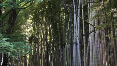 Calm plant background. Many bamboo stems are pale green in color. Asian motifs in design. Bamboo.